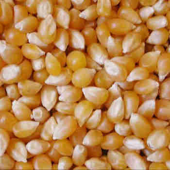 Yellow corn for sale 