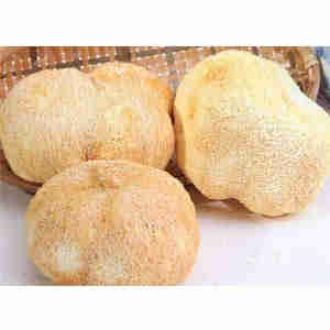 Hericium Erinaceus Extract tablet