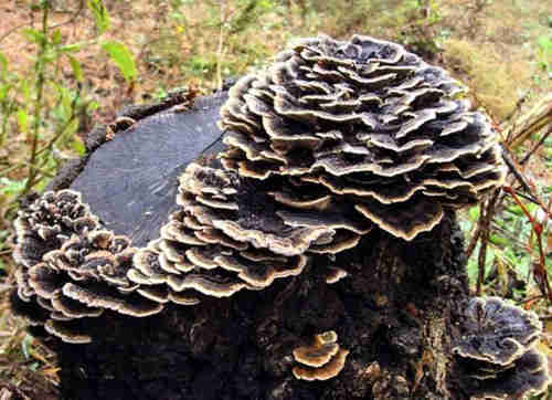Coriolus Versicolor Extract health supplement