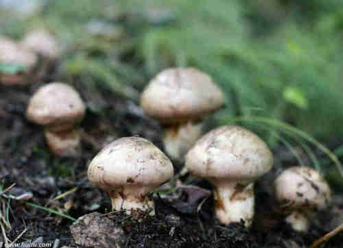 Agaricus Blazei Extract health supplement 5:1