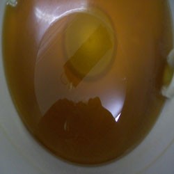 natural honey from honey bee