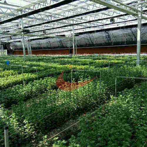  Commercial Agricultural Glass Greenhouse for Flower and Vegetables  