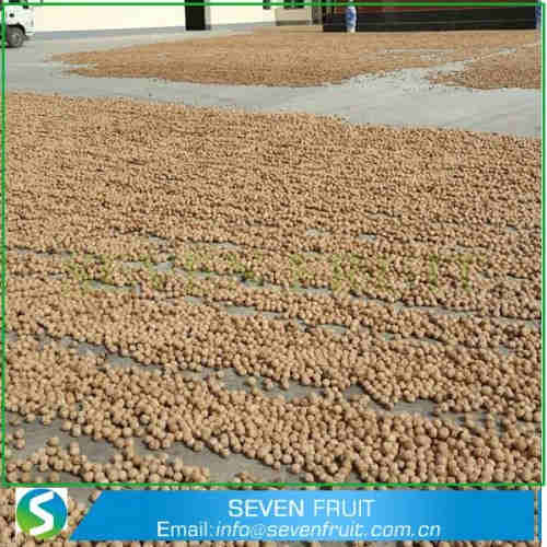 100% Healthy And Best California New Fresh Common walnuts Wholesale