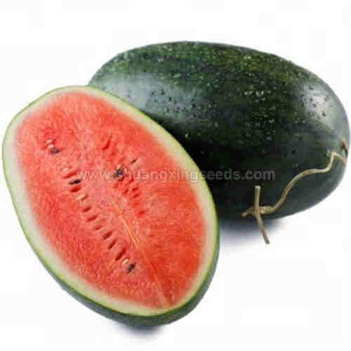  High yield and resistance hybrid watermelon seeds