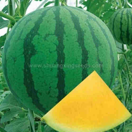  Good quality F1 hybrid yellow watermelon seeds