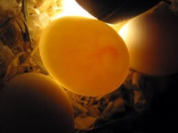Parrot Fertile Eggs