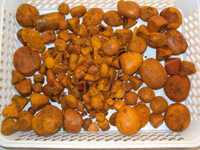 COW/OX Gallstones