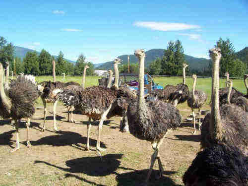 Ostrich Chicks and Fertile Ostrich eggs for sale (Emus & Rheas available too)    