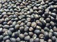 Black Matpe Bean
