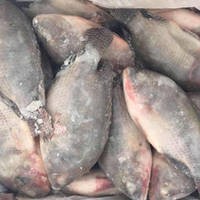 Frozen Tilapia Fish, Frozen Bonito Fish, Frozen Sardine Fish, Frozen Tilepia Fish