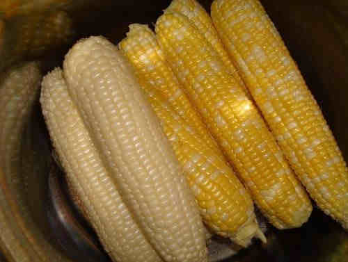  Yellow Corn , Yellow Maize , Non GMO Yellow Corn 