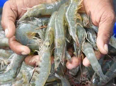 Quality frozen fresh water black tiger shrimp