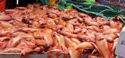 Good quality Frozen Atlantic Red fish Fillet /Ocean perch for sale(Sebastes Mentella)