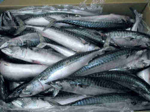  300-500g Best Quality Frozen Pacific Mackerel Fish 