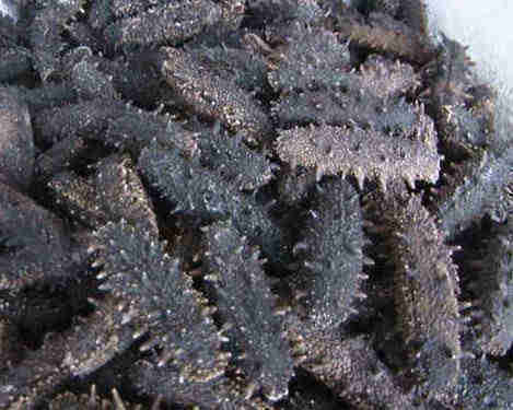 Dried sea cucumber for wholesale