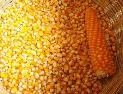 YELLOW OR WHITE MAIZE