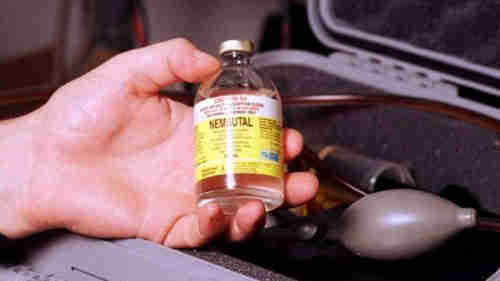 Nembutal Pentobarbital ( Sodium Salt )