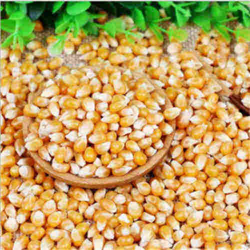 Yellow Corn, Cashew nuts ,Pea nuts,Black pepper,Icumsa Sugar 45 for Sale
