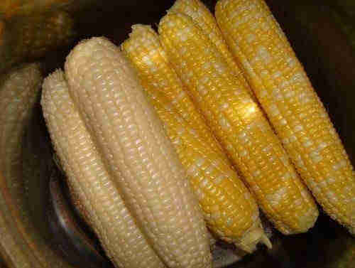 Yellow Corn , Yellow Maize , Non GMO Yellow Corn
